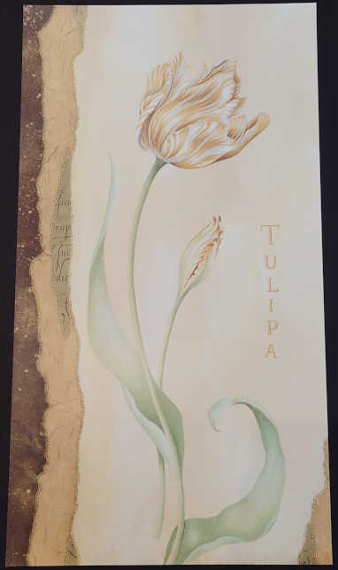 Tulipa