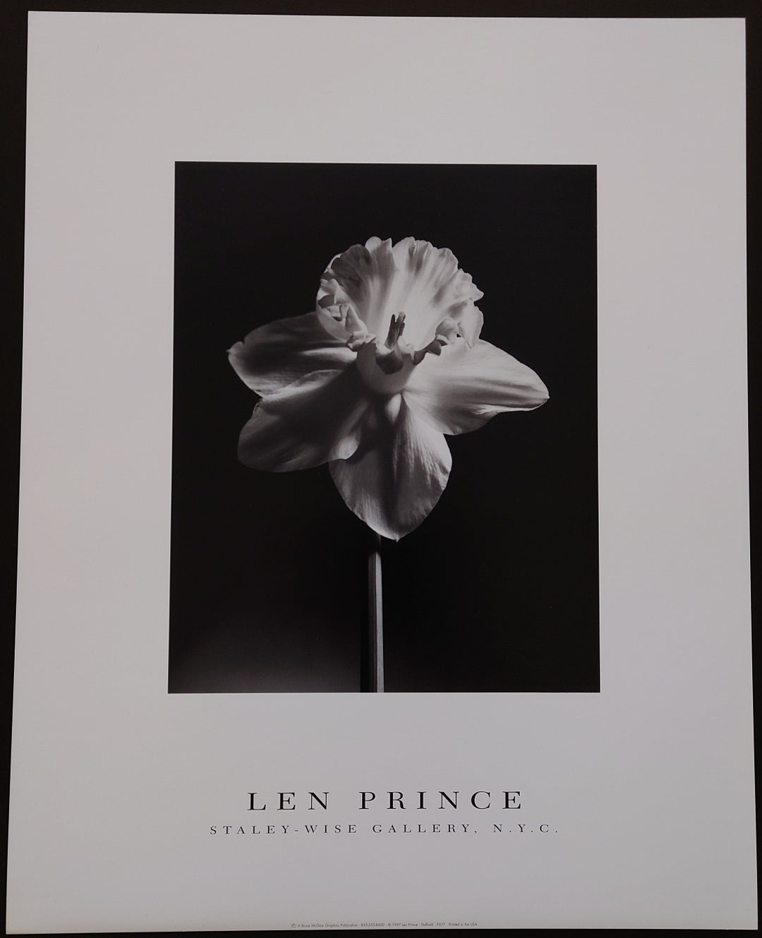 Len Prince - Daffodil