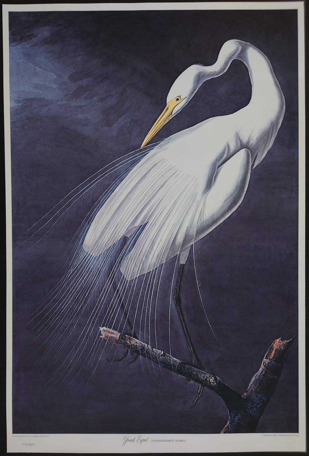 John James Audubon - Great Egret (Casmerodius Albus) (Ltd. Edt.)