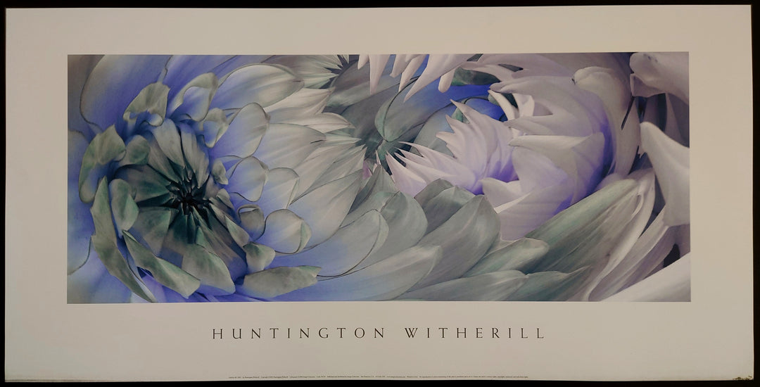Huntington Witherill - Dahlias #6