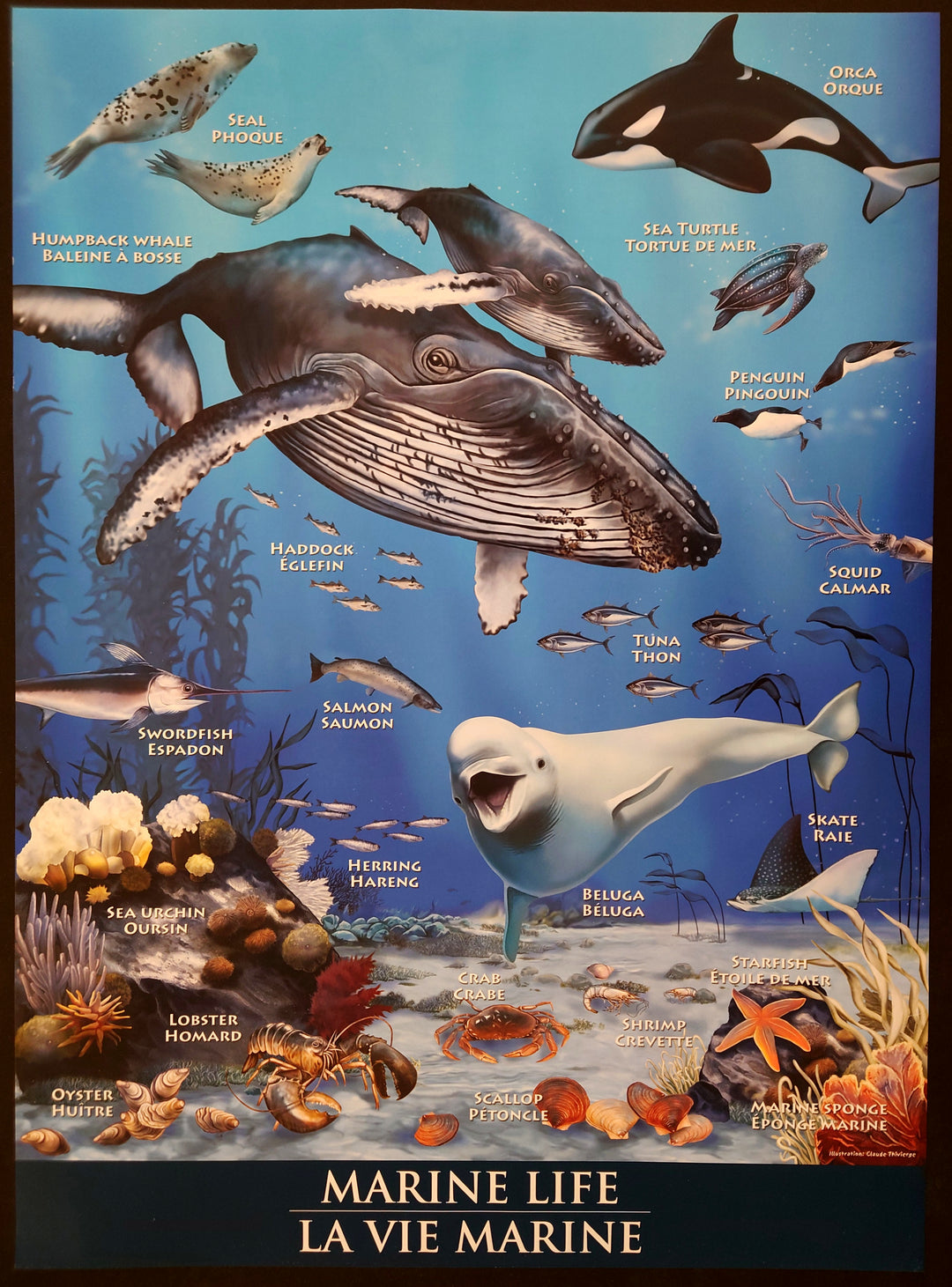 Claude Thivierge - Marine Life