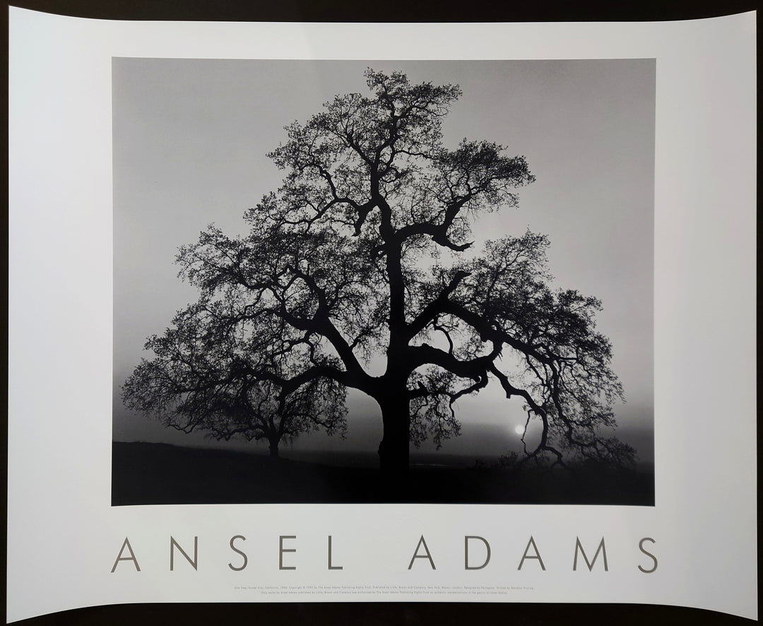 Ansel Adams - Oak Tree, Sunset City, California, 1962
