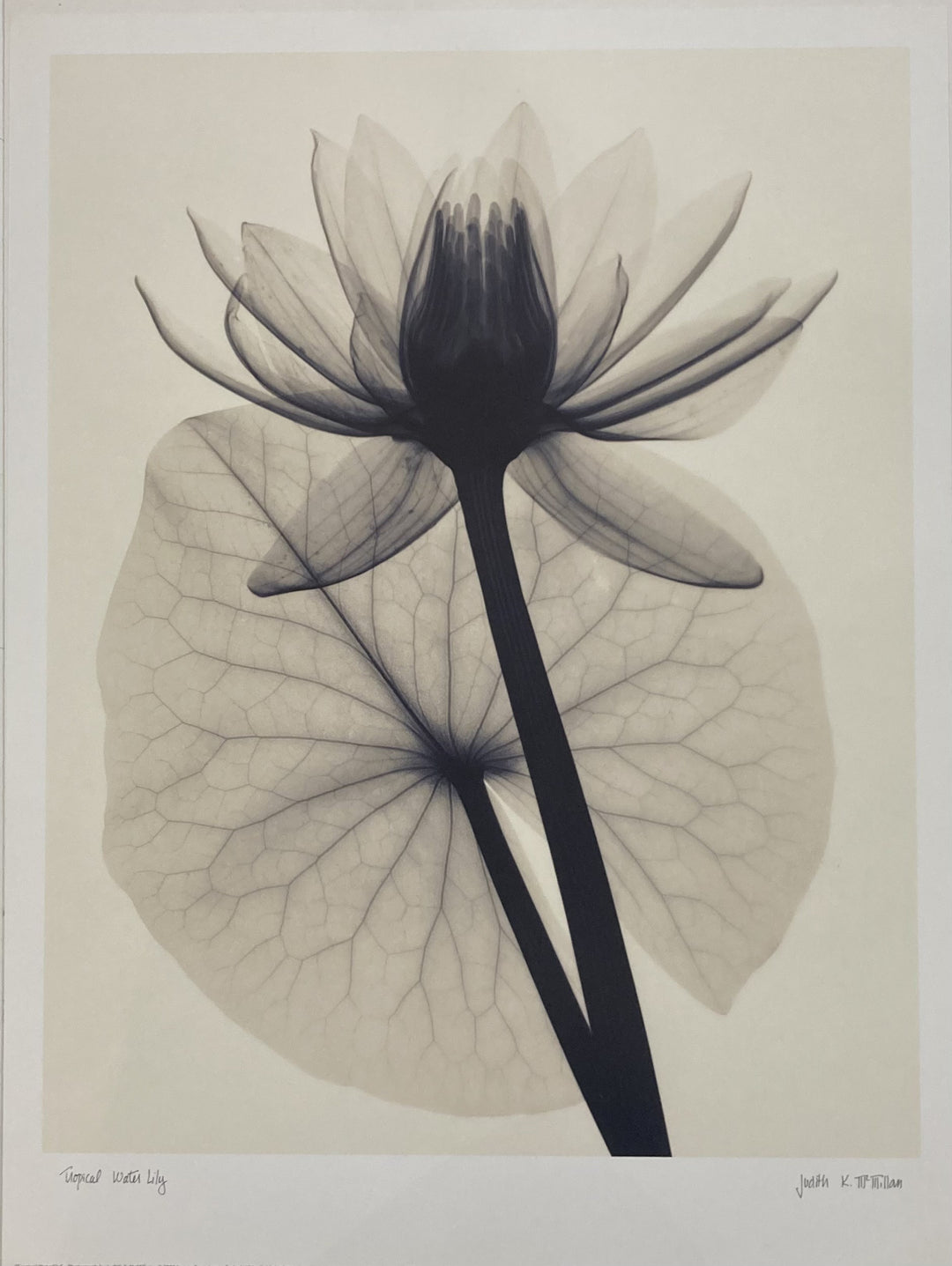 McMillan, Judith - Tropical Water Lily (description)