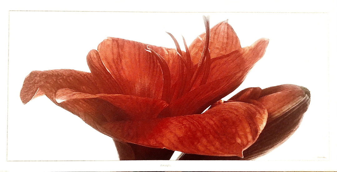 Guillaume Plisson - Amaryllis