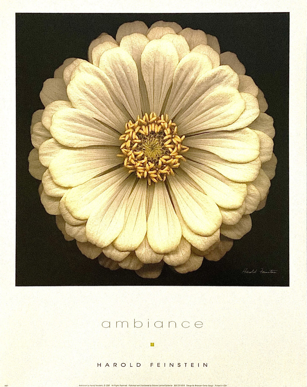 Harold Feinstein - Ambiance