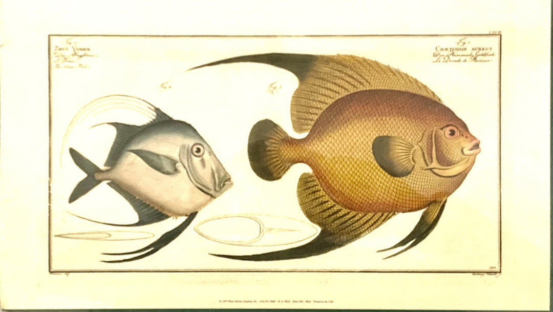 Antique Fish 2