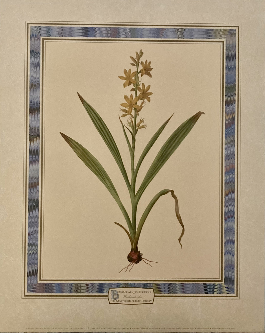 Redoute, Pierre-Joseph - Botanical 2