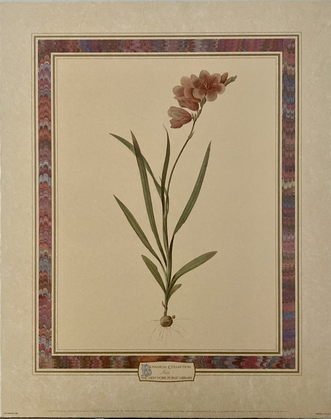 Redoute, Pierre-Joseph - Botanical 3