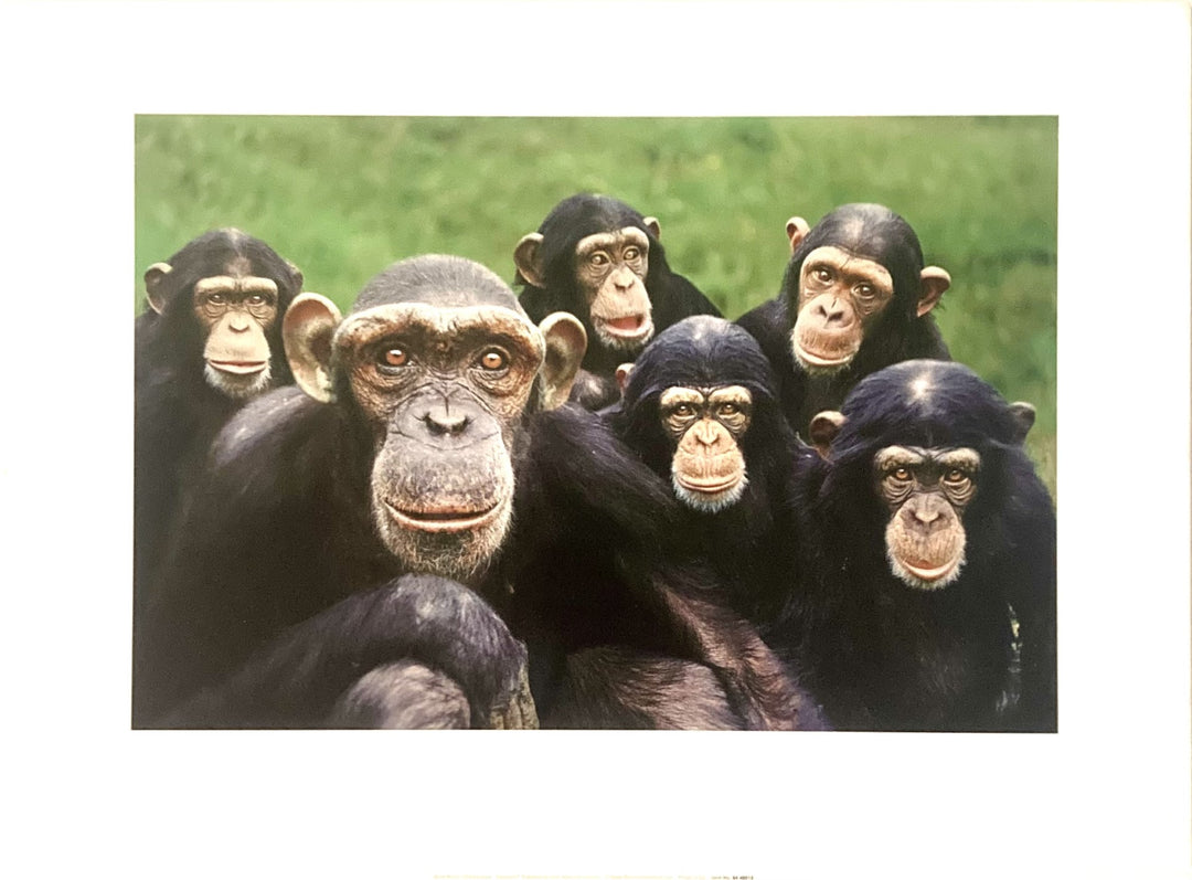 Bloom, Steve - Chimpanzees