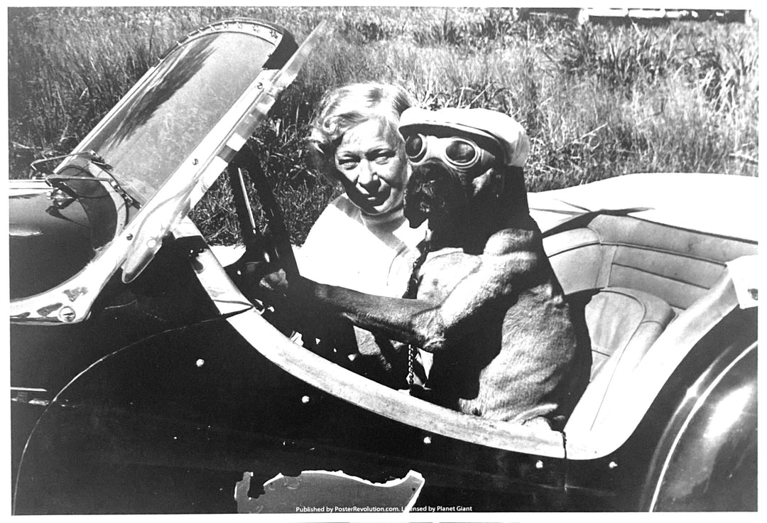 Planet Giant - Driving Dog