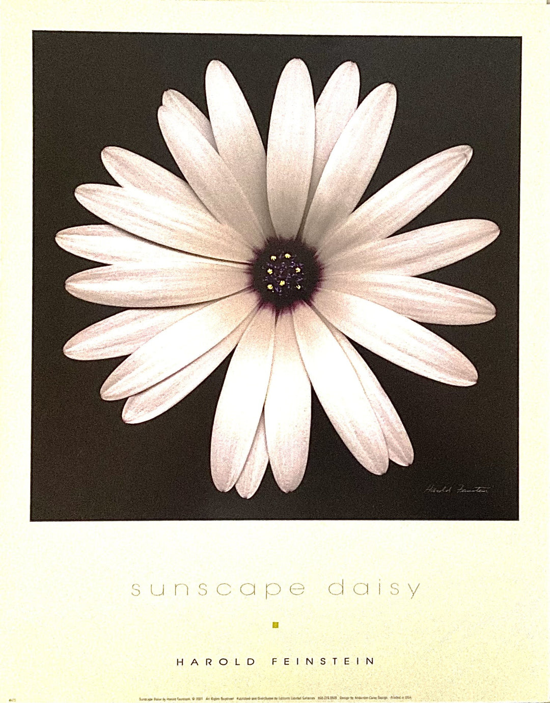 Harold Feinstein - Sunscape Daisy