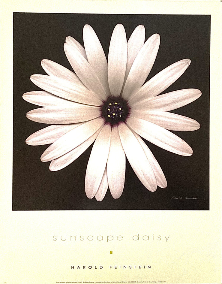 Feinstein, Harold - Sunscape Daisy