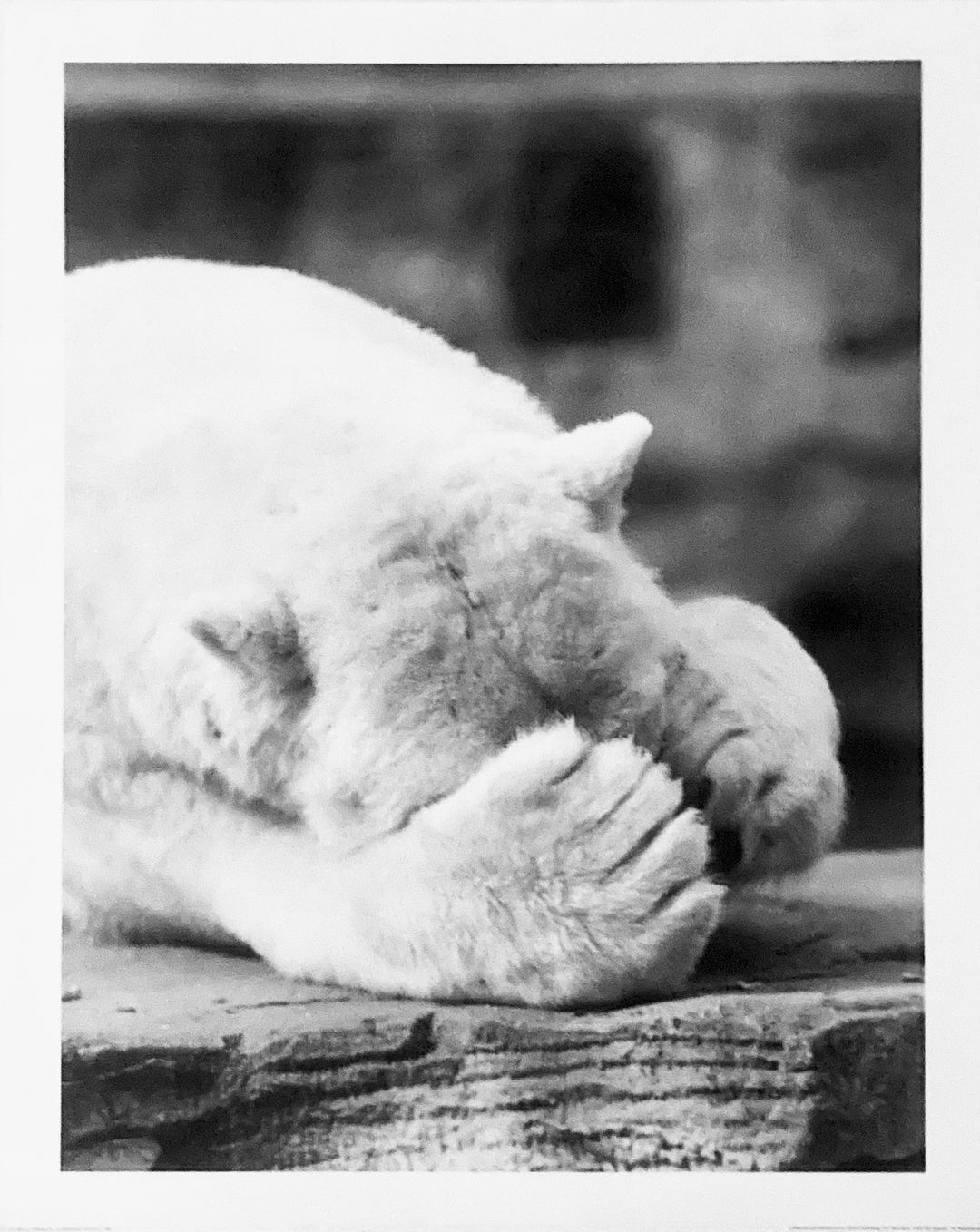 Hide-N-Seek Polar Bear