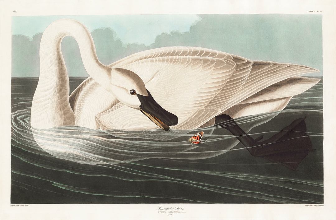 John James Audubon - Trumpeter Swan
