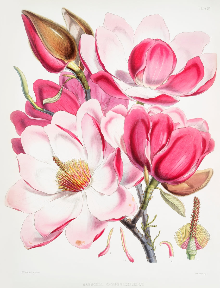 Walter Hood Fitch - Campbell's Magnolia