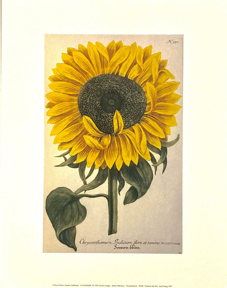 Weinmann, Johann - Chrysanthemum