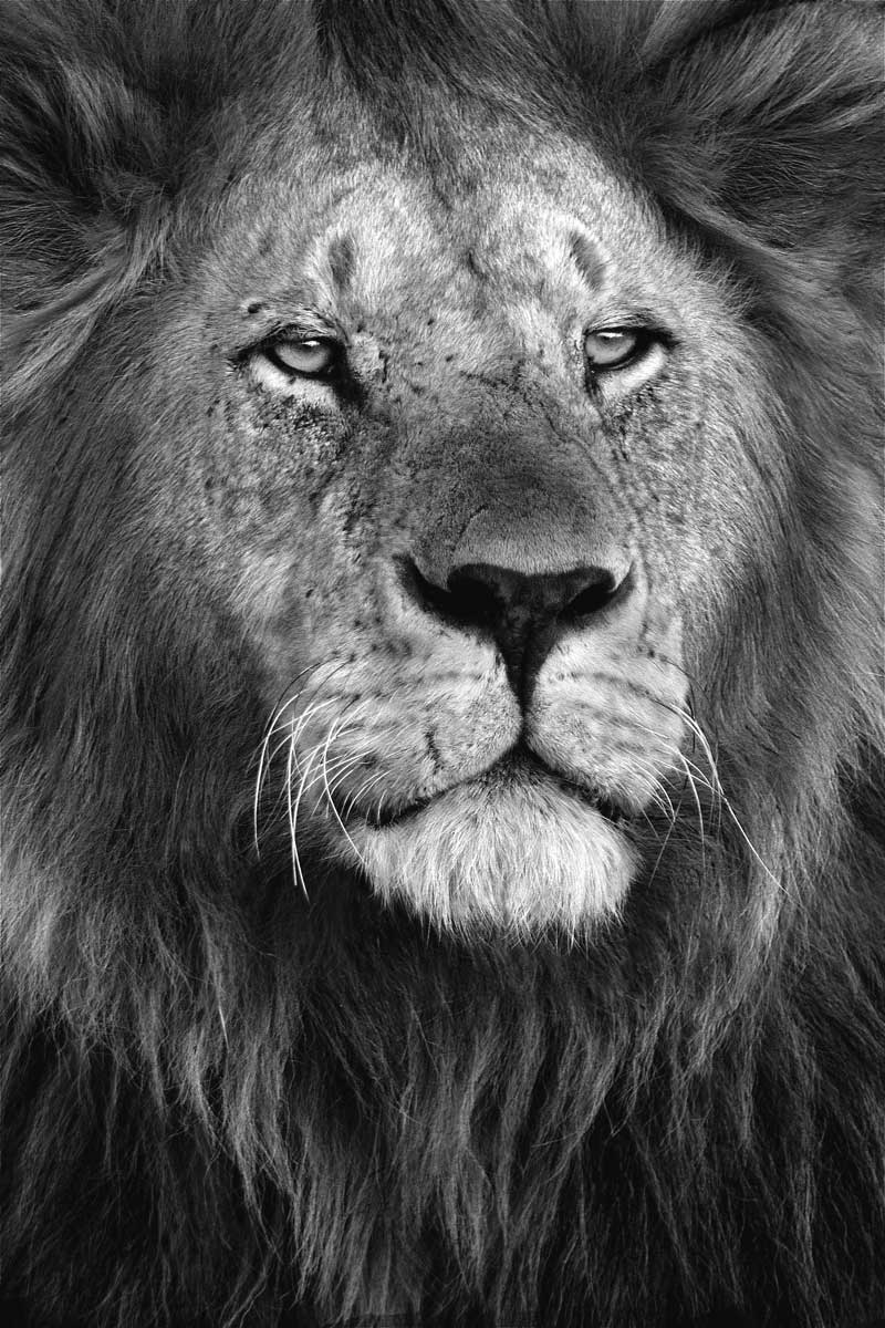 Ortega Xavier - Pride