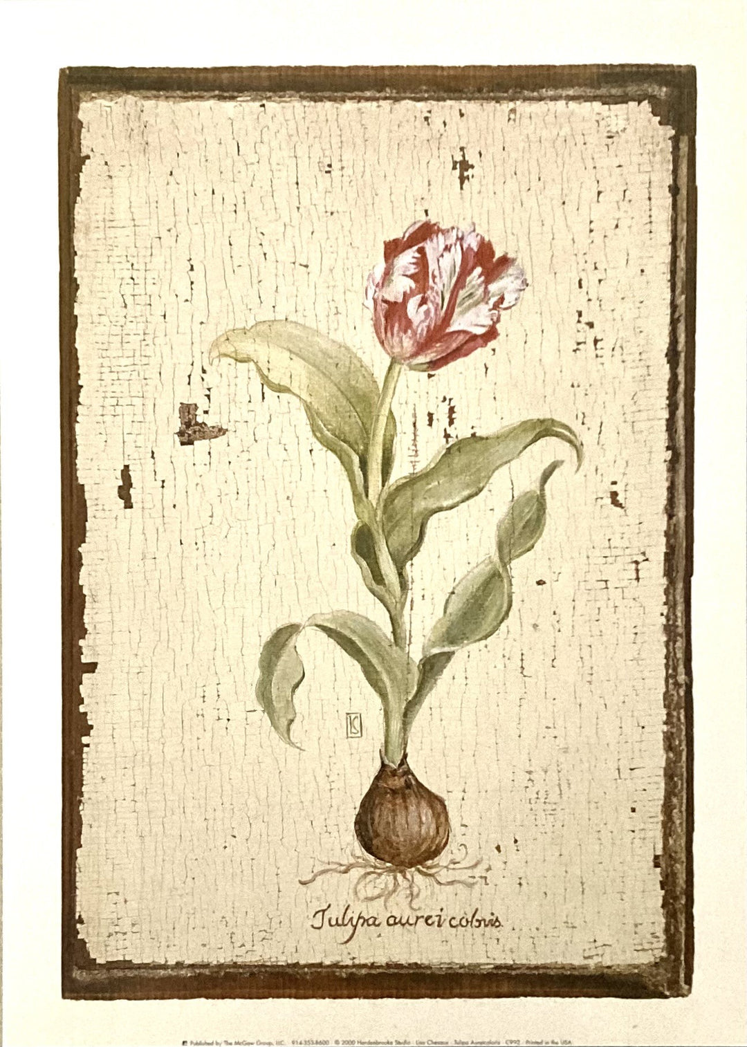 Chesaux, Lisa - Tulipa Aureicoloris