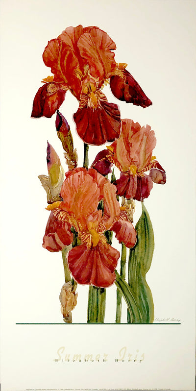 A watercolour of red irises sprouting in a column on a white background.