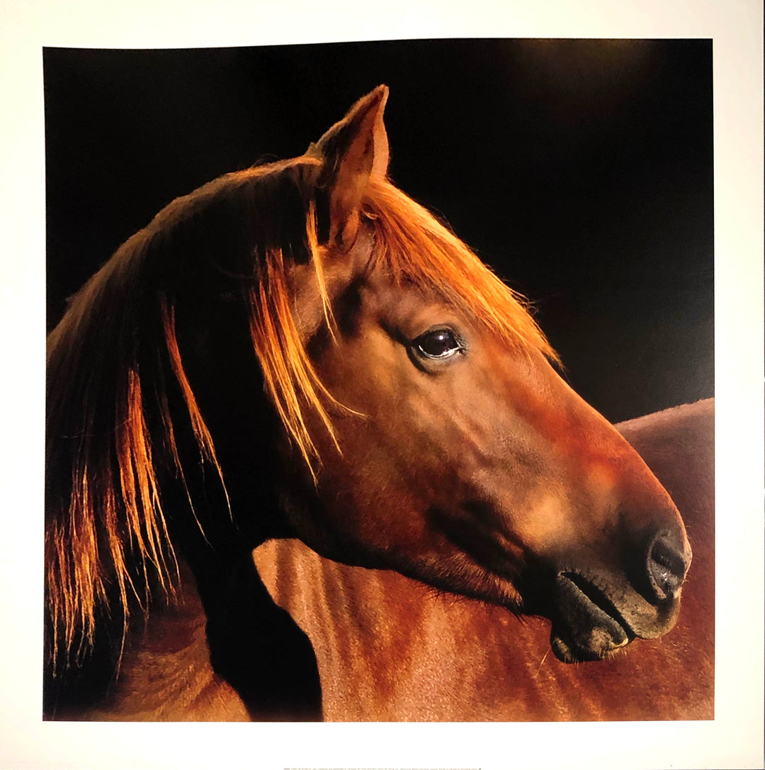 A brown/umber horse side profile with a black background. Dimensions: 27.5" x 27.5" paper / 24" x 24"