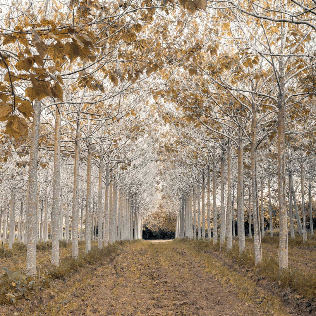 A dirt road with slim, white trees with orange/gold leaves. Dimensions: 27.5" x 27.5"