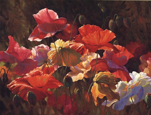 Blooming poppies and buds. The flowers are red, yellow, and white.