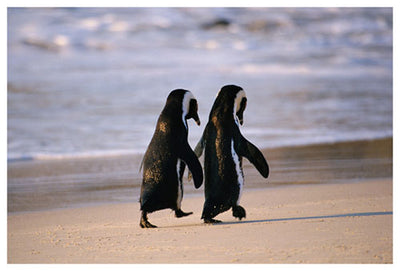 A photograph of two African penguins walk down the beach.