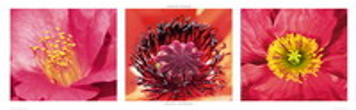 Laurent Pinsard - Heart Flowers