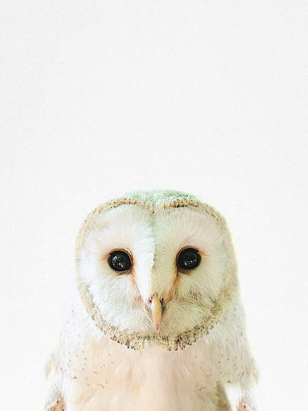 Tai Prints "Owl"