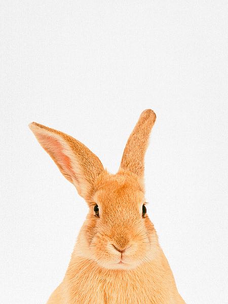 Tai Prints "Rabbit"