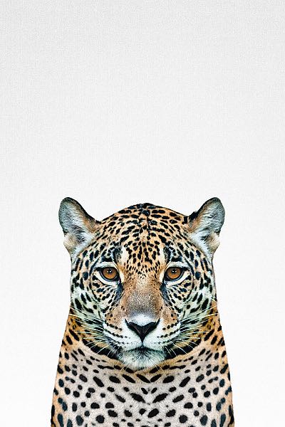 Tai Prints "Leopard"