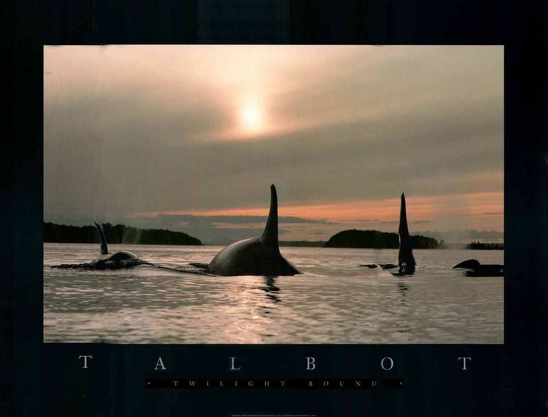 Photograph print. The dorsal fins of three whales emerge out of the water as the sun sets. The water shimmers with the remaining sunlight. A streak of twilight can be seen through the cloud cover.
