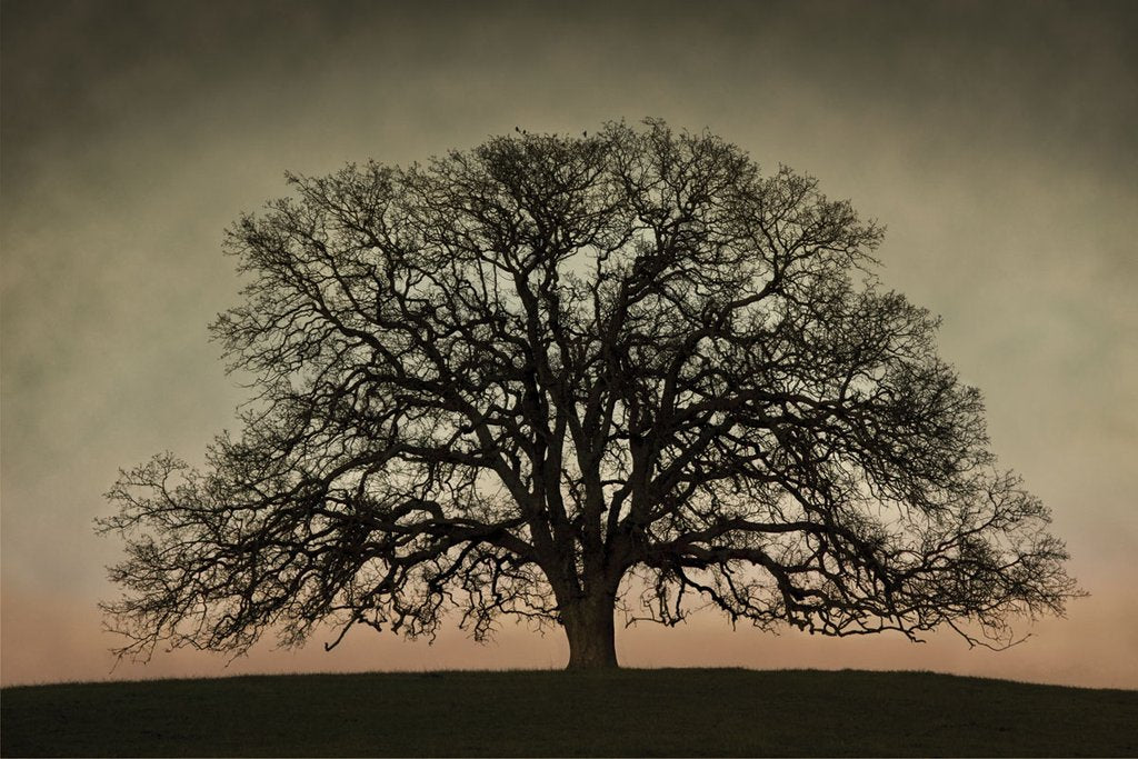 The silhouette of a leafless oak tree against a dying sunset Orange lines the horizon.
