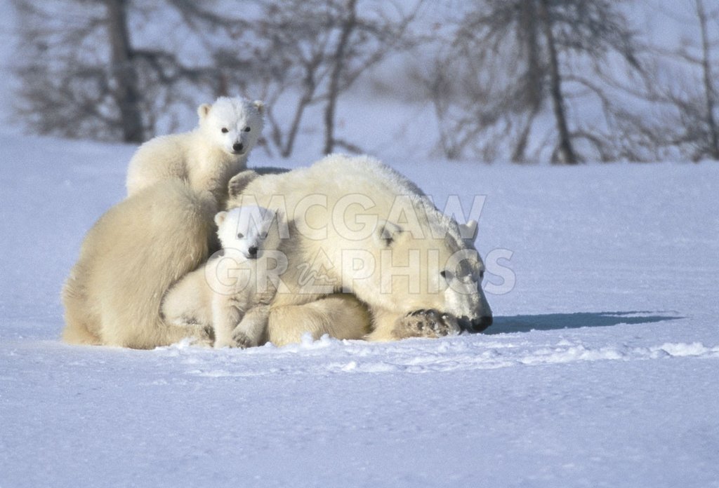Art Wolfe - Time Out