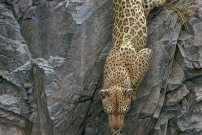 A leopard climbs down a grey, jagged rockface, its back to the viewer.