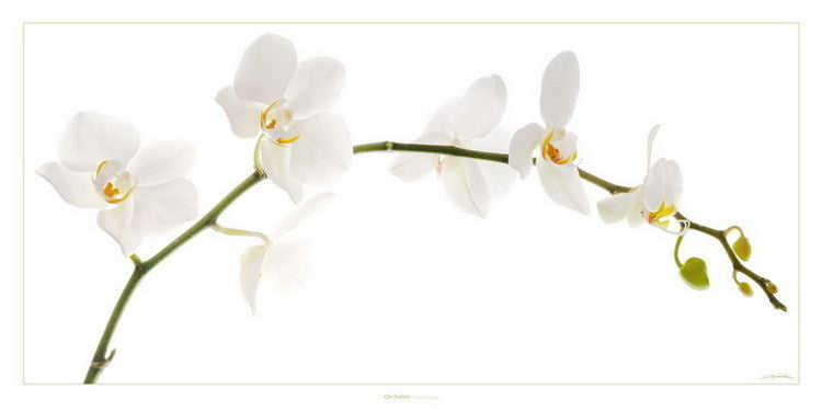 Guillaume Plisson - Orchidees