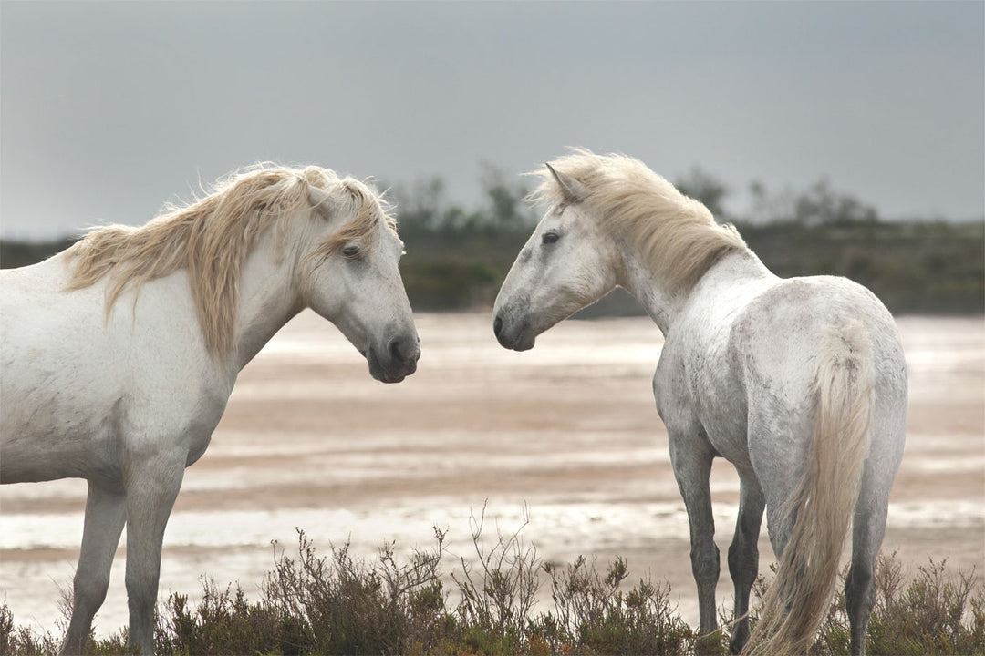 Llovet "Friendship"