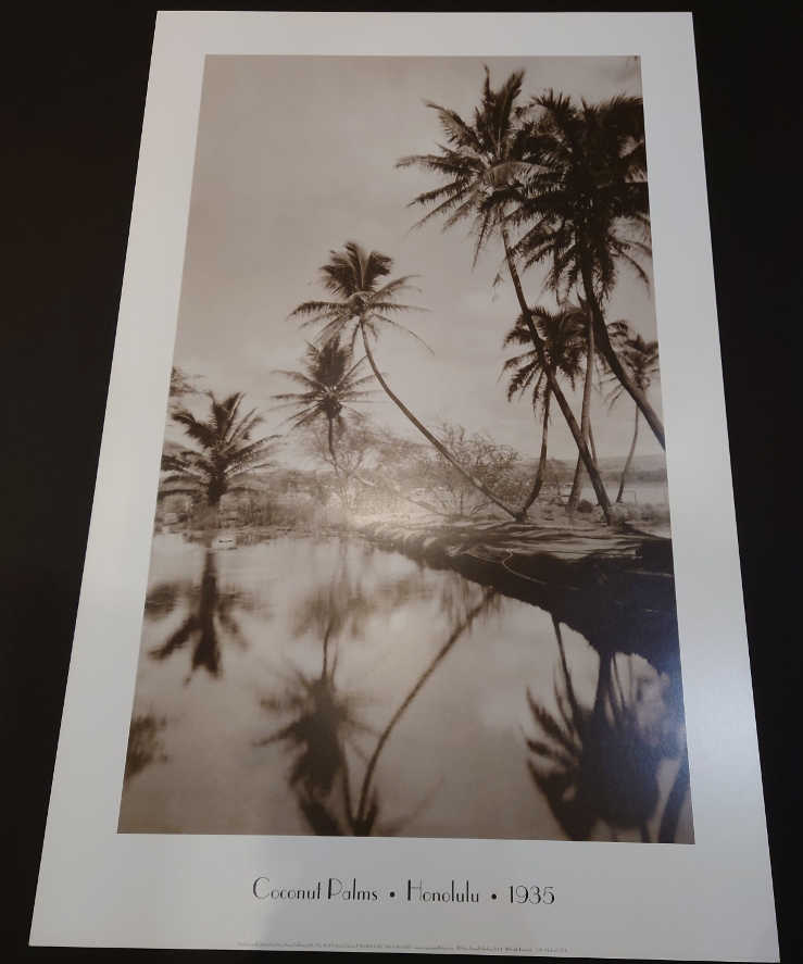 Coconut Palms, Honolulu, 1939