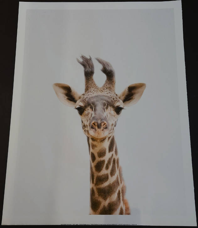 Tai Prints - Giraffe Print