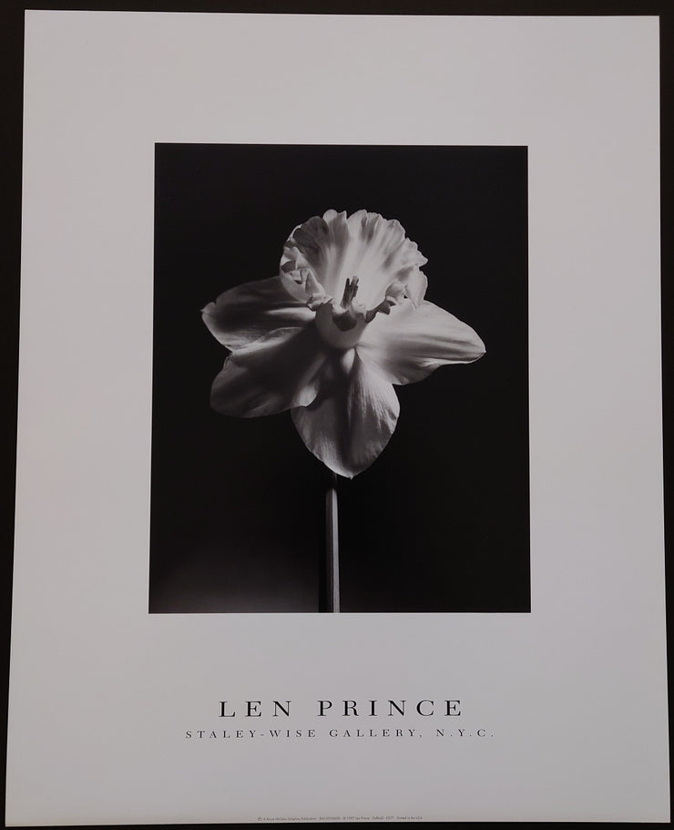 Len Prince - Daffodil
