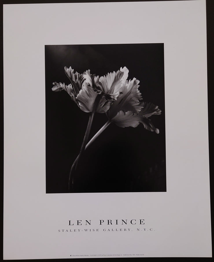 Len Prince - Double Parrot Tulip