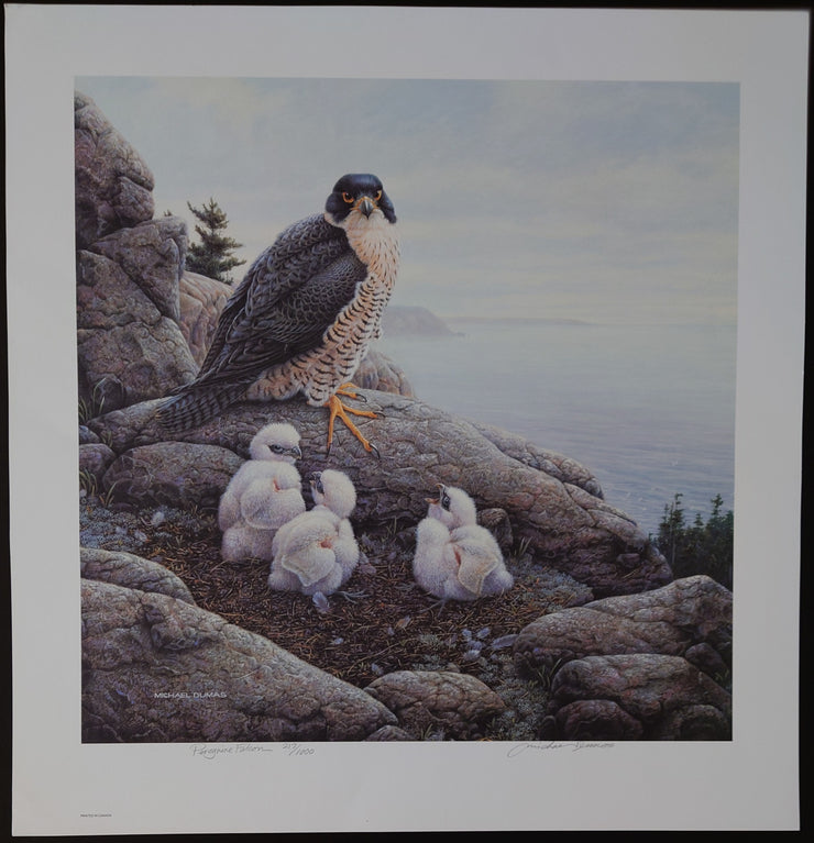 Michael Dumas - Heirs to the Wind: Peregrine Falcon