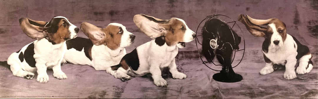 Basset Hounds