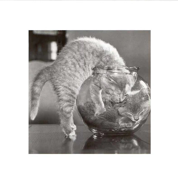 Corbis Bettman - A Bowl of Cats