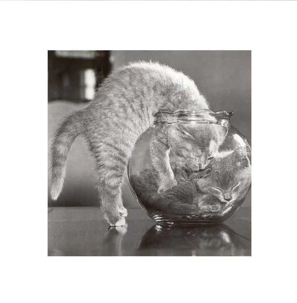 Corbis - A Bowl of Cats