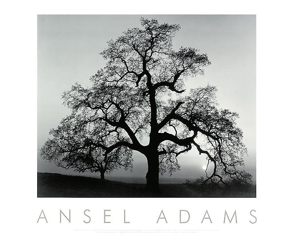 

**`Ansel Adams — Oak Tree, Sunset City, California, 1962 — black and white fine art photo print, elegant oak silhouette against luminous sky, 30x24`**