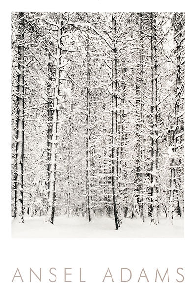A black and white fine art photograph of a snowy forest with tall, thin trees, featuring the text 'ANSEL ADAMS' printed in a light beige serif font at the bottom.