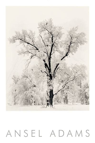 Ansel Adams black and white landscape photograph print featuring a snow-covered tree, with the artist's name printed below on a white border.