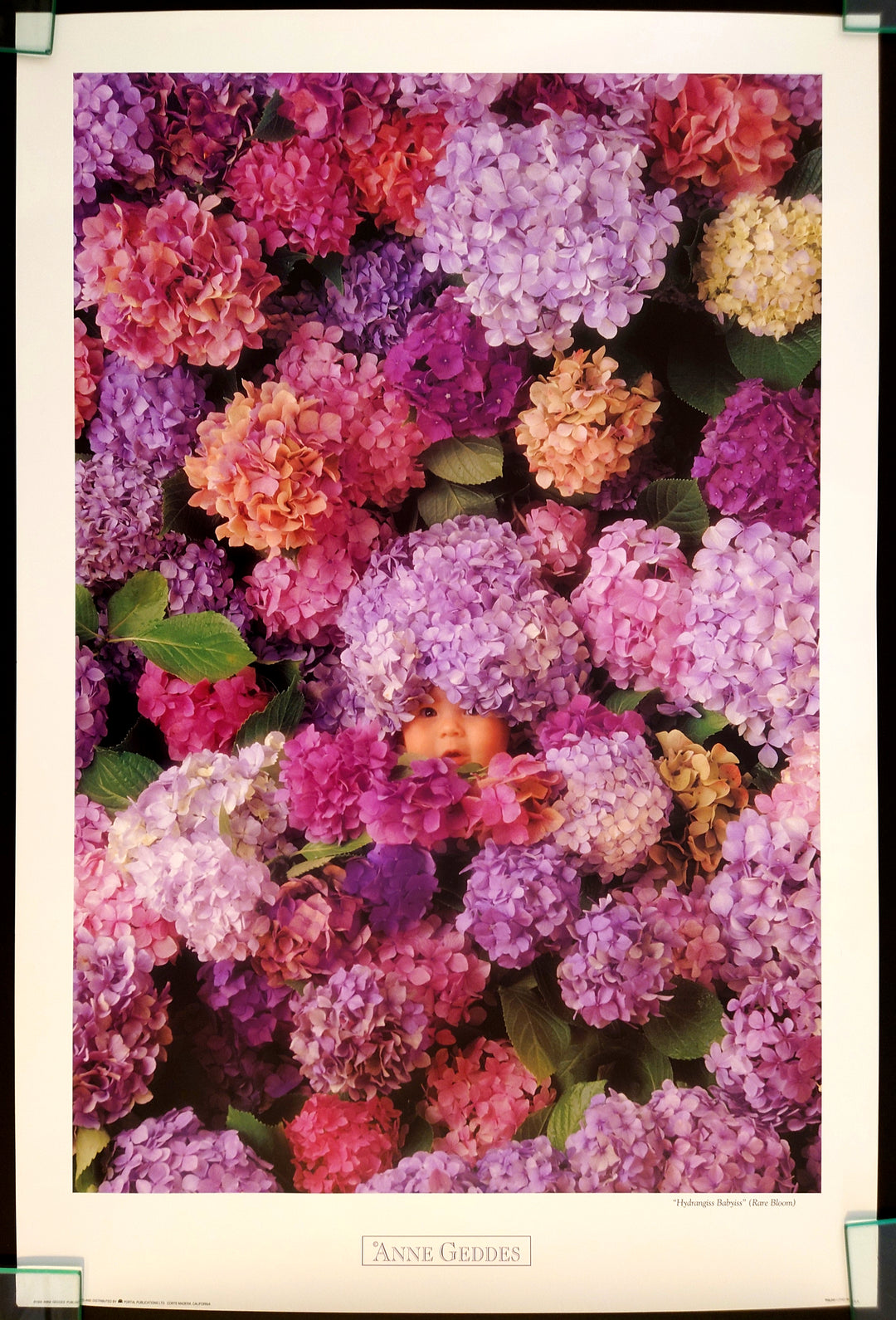 "Anne Geddes fine art print - Hydrangea Babyiss, lush colourful hydrangea flowers filling the frame with Anne Geddes branding at the bottom, vibrant botanical photography"