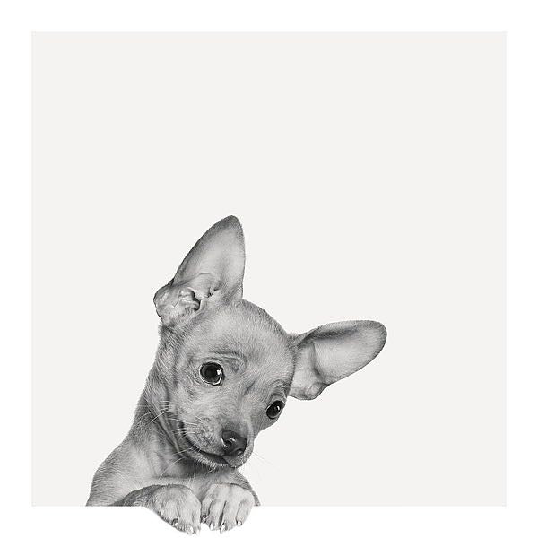 Jon Bertelli - Sweet Chihuahua